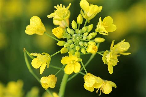 Mustard Plant
