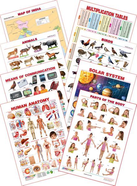 Spectrum Educational Mini Wall Chart (Set of 8) : Set 30 ( Human ...