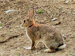 Image result for New Zealand Wild Rabbit