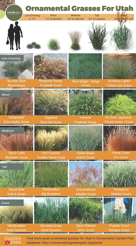Ornamental Grass Garden Plan at Courtney Jacks blog
