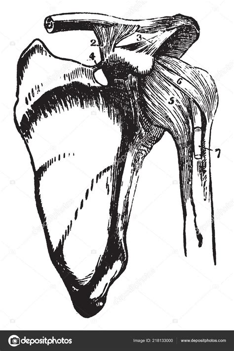 Cette Illustration Représente Les Les Ligaments L'épaule Articulation Dessin Ligne Vecteur par ...