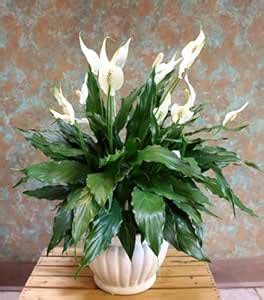 Andhagnai Peace Lily Live Plant with Self Watering Pot - Spathiphyllum ...