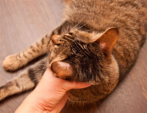La teigne du chat : diagnostic et traitement présentés par Okivét