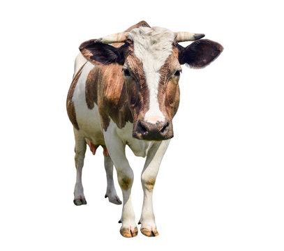 Image result for Cow Using Shapes On Python Turtle