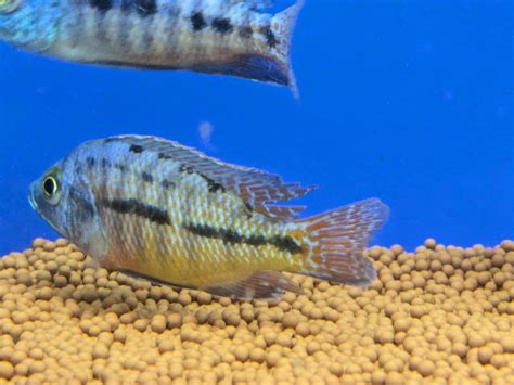 Red Empress Cichlid – Splashy Fin Aquarium Bengaluru