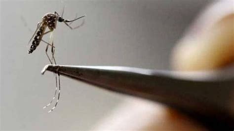467 dengue, 459 malaria cases in Delhi from Jan 1 to Oct 12 this year ...