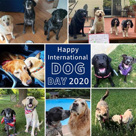 International Dog Day 2020 - Hero Dogs