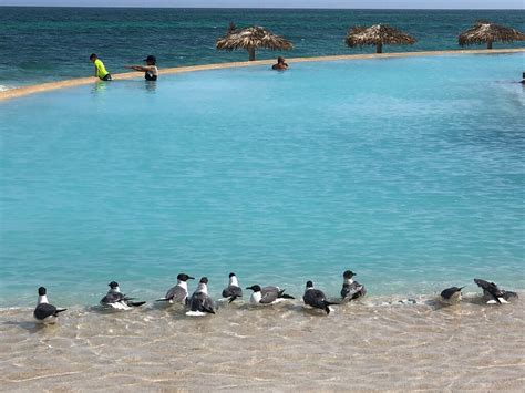LIGHTHOUSE POINTE AT GRAND LUCAYAN RESORT (Freeport, Bahamas - Grand ...