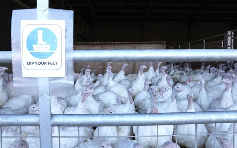 Bird flu outbreak being closely monitored as if virus mutates 'it could ...