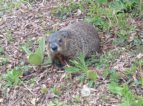 Hibernating Groundhog Undermines Johnson City Home Sale - A Critter ...