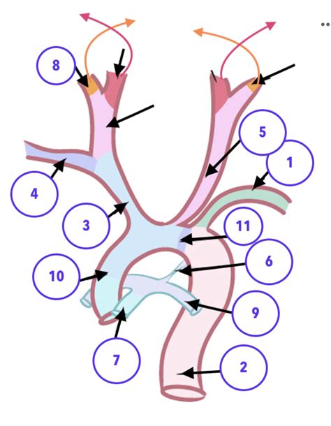 Image result for Graph Abstract Heart Development