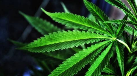 How Marijuana Ingredient Helps Reduce Lung Damage From Covid-19