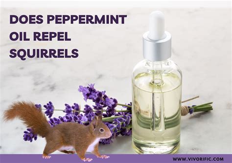 Does Peppermint Oil Repel Squirrels