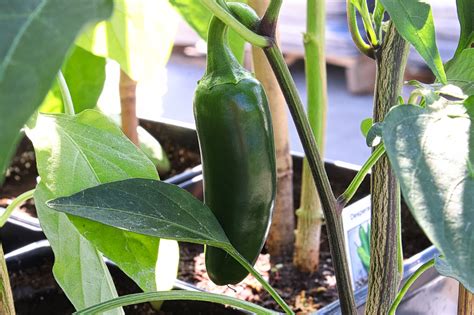 How To Grow Jalapenos From A Seed at Elijah Brand blog