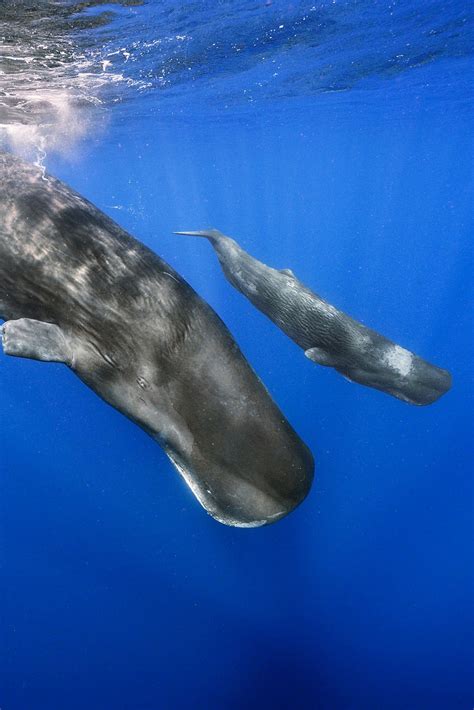 Largest Sperm Whale