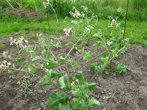 Radish Plants Flowering
