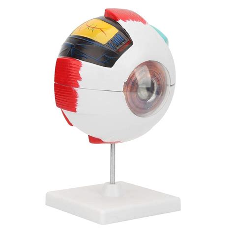 Buy 6X Magnification Human Giant Eye Model Removable Human Eye Eyeball ...