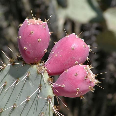 Prickly Pear - Opuntia ssp Mixed - Edible Fruit - Succulent Cactus Fru ...