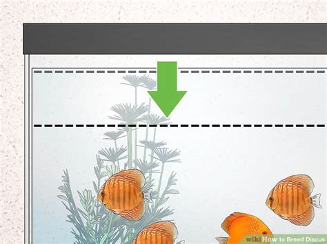 Discus Tutorial 的图像结果