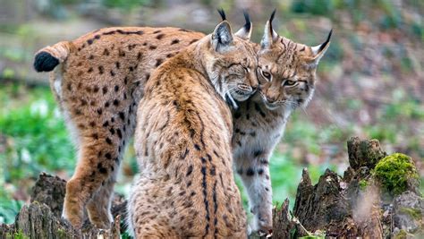 Fundamentals of Rewilding Course, Attenborough Nature Centre, Barton ...