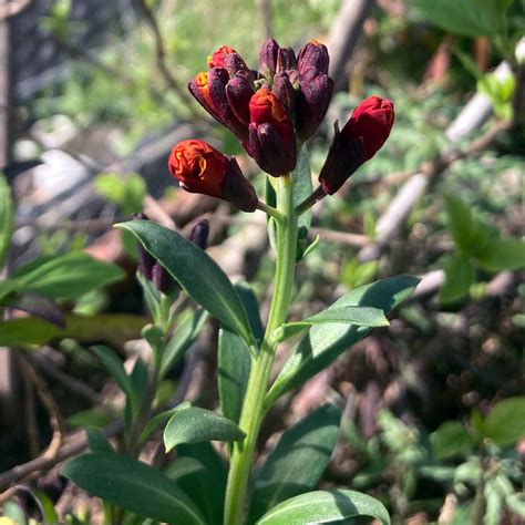 Common Wallflower 'Goliath Brown' (Erysimum cheiri) seeds