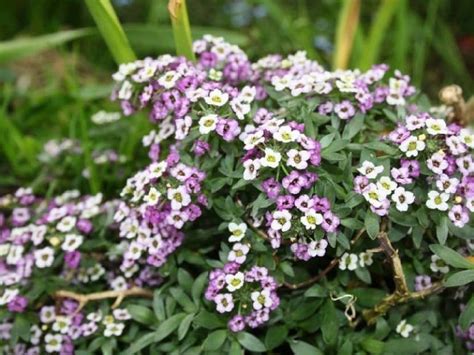 VINGTON Sweet Alyssum Flower Purple Mix Seed Price in India - Buy ...