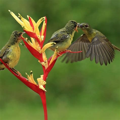 Image result for Current Hummingbird Fall Migration