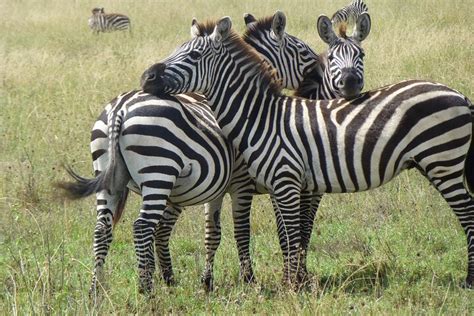 ATIH SAFARIS - All You Need to Know BEFORE You Go 2026 (with Photos ...