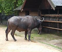Image result for Antwerpse Zoo