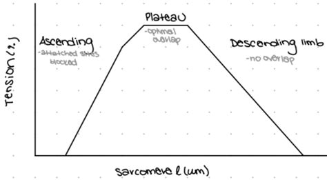 Image result for What Is Muscle Architecture Force Generation