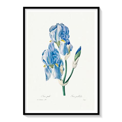 Iris Pallida by Pierre-Joseph: Buy Flower Paintings & Botanical Art ...