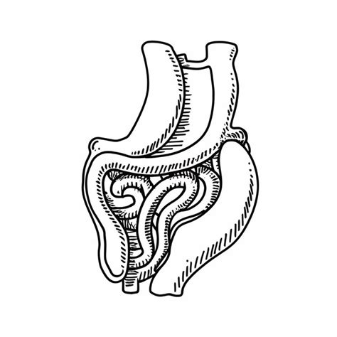 Conceito de anatomia humana cartaz infográfico com os órgãos internos ...