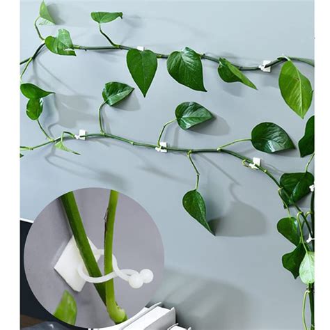 JIG'sMART 30 Pcs Money Plant Support Garden Clips Plant Clips for ...