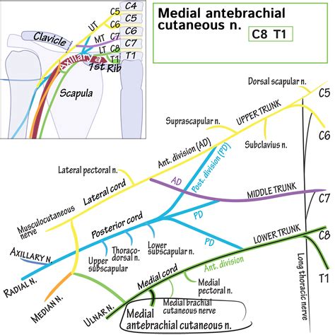 Gross Anatomy Glossary: Medial antebrachial cutaneous nerve | ditki ...