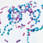 Image result for Bacteria Microscope Slides