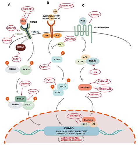 Long Non-coding RNAs: Key Regulators of Tumor Epithelial/Mesenchymal ...