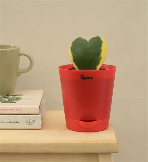 Heart Hoya Plant - Variegated – Ugaoo