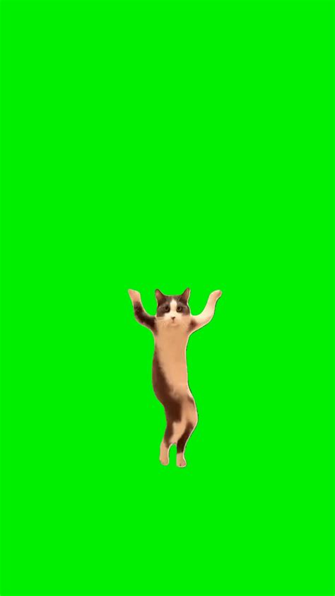 Dancing Cat Waiting Screen