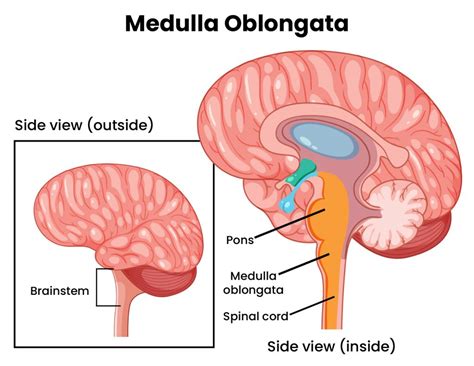 Medulla Oblongata - Diagram, Anatomy, Parts And Functions