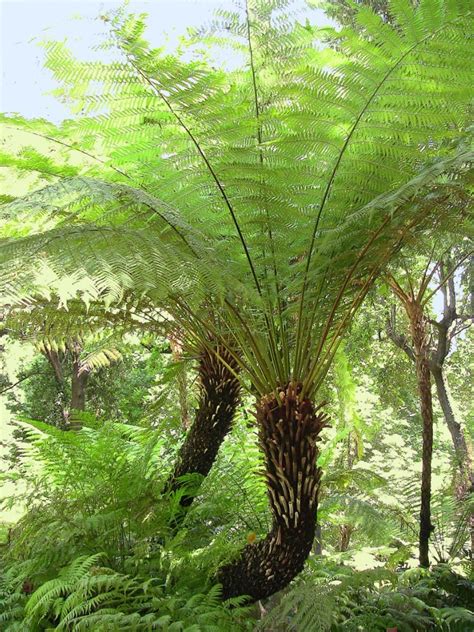 Tree Fern Information - Learn About Growing Conditions For Tree Ferns