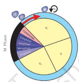 4 Phases Of Cell Cycle Interphase and M Phase | AESL