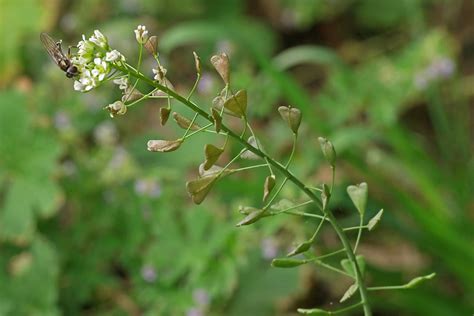 Capsella bursa-pastoris