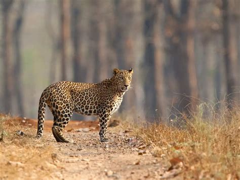 Where to see wildlife in Karnataka? | Times of India Travel
