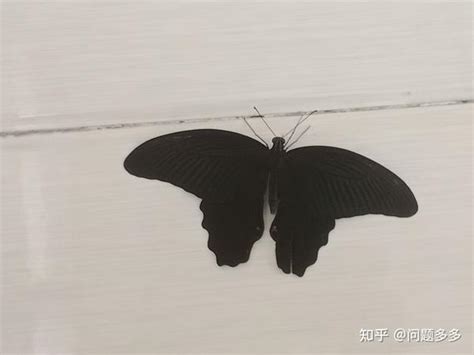 这很大一只的几乎纯黑色的是什么蝴蝶 - 知乎