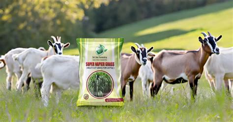 Super Napier Grass Seeds for Cattle | High Yield Hybrid Multi Cut – SRI ...