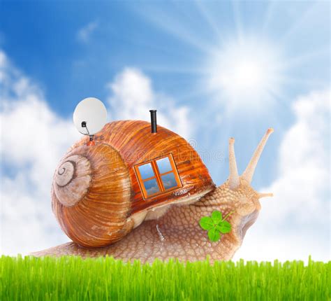 房子蜗牛 向量例证. 插画 包括有 房子蜗牛 - 18605934