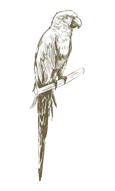 Realistic parrot drawing Vectors - Download Free High-Quality Vectors ...