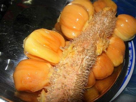 Arlo Hybrid Rare Fruit Live Plant - Artocarpus integer " Malaysian ...