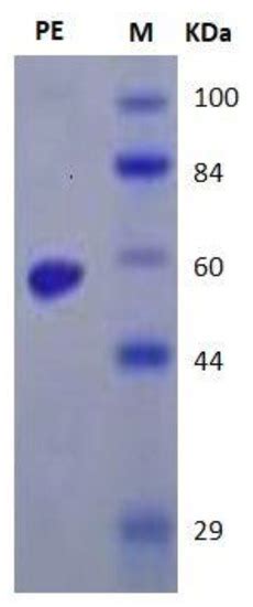 Thiolation of Myco-Synthesized Fe3O4-NPs: A Novel Promising Tool for ...