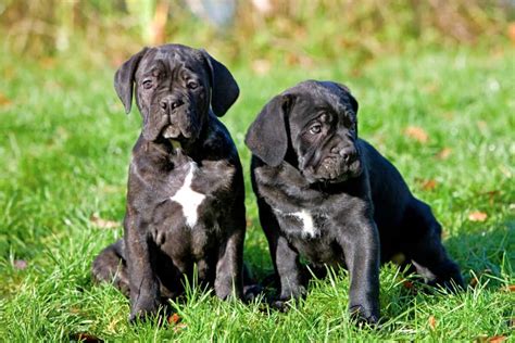 Cane Corso Cost 的图像结果